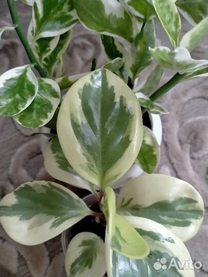 Вариегатный педилантус и пеперомия