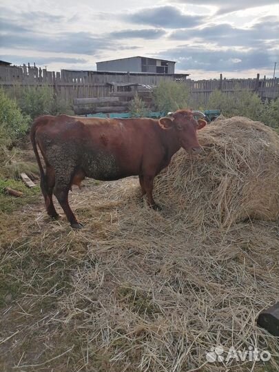 Корова дойная