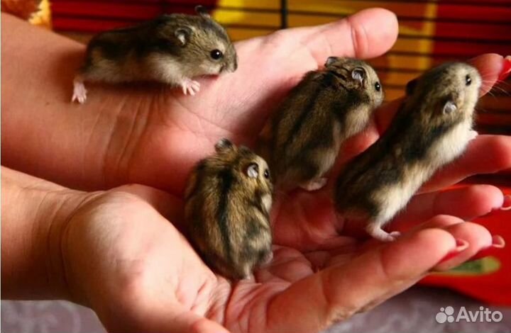 Хомячок джунгарский 2 месяца с клеткой