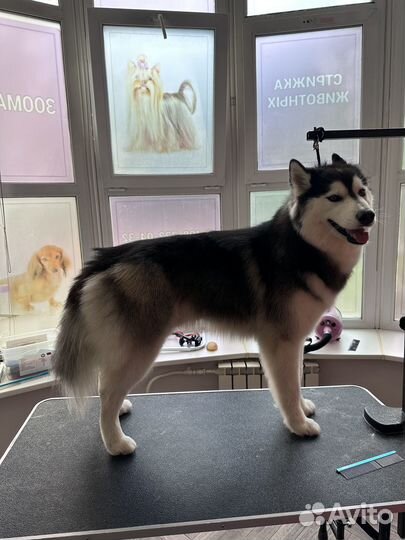 Начинающий грумер,помощник грумера