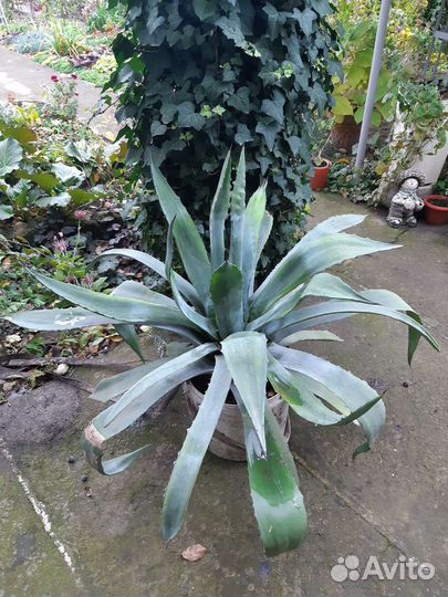 Агава голубая