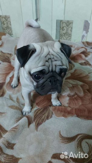 Мопс вязка мальчик