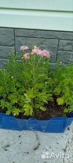 Хризантемы