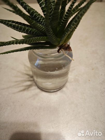 Хавортия полосатая