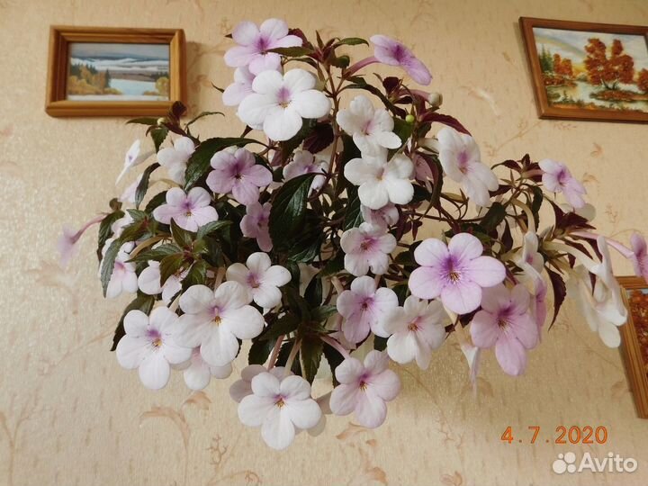 Ахименесы сортовые