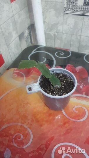 Комнатные растения