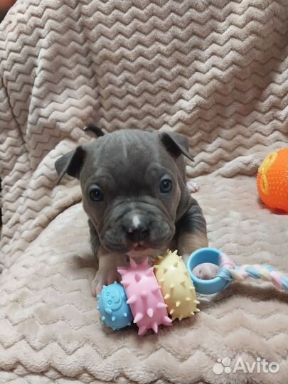 Американский булли (American bully)