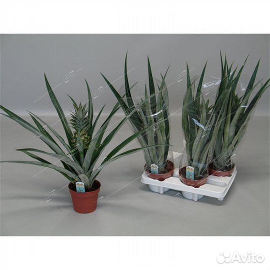 Ананас Чампака Ananas Champaca 50/14