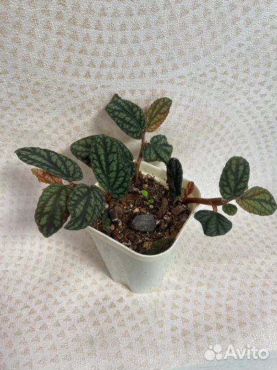 Домашние цветы