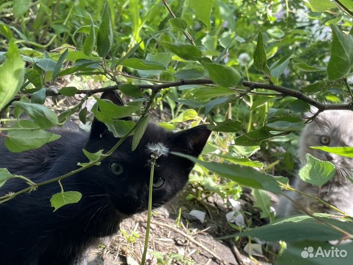 Черные кошки котята