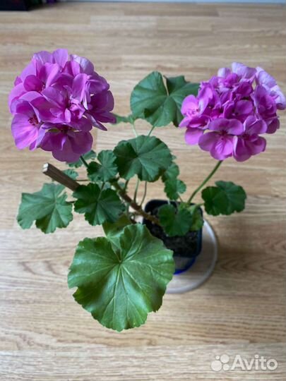 Пеларгония герань