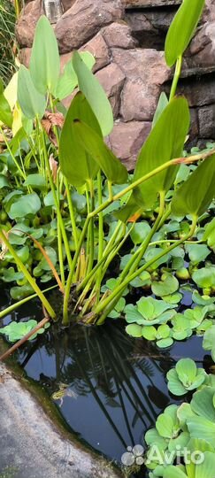 Водные растения для пруда