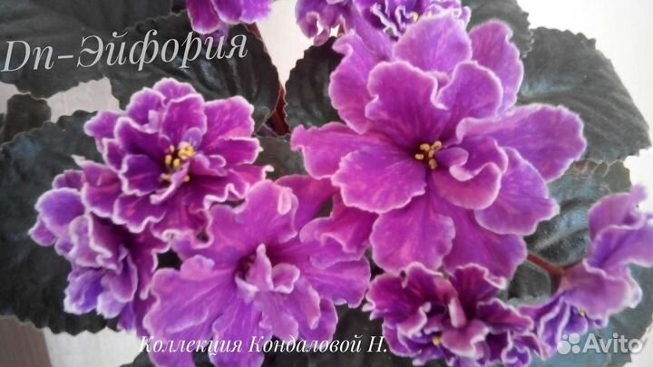 Фиалки сортовые