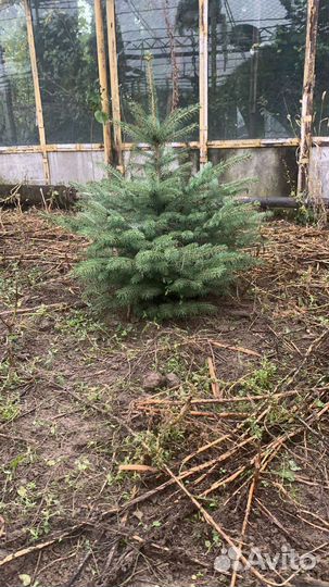 Голубые ели