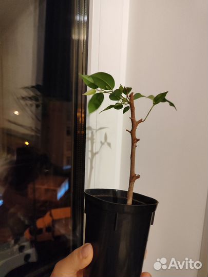 Толстянка,фикус