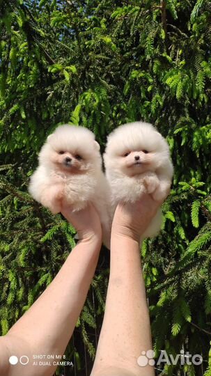 Щенки мини мишки