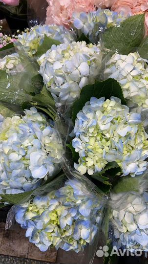 Гортензии, Букет из гортензии, 7 9 15 11