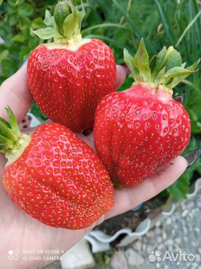 Рассада клубники