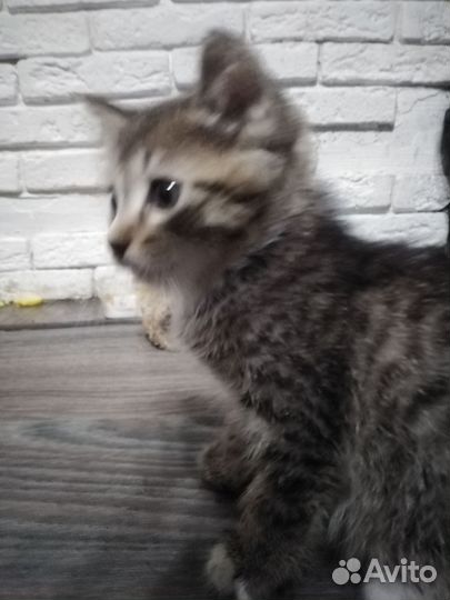 Домашний кот