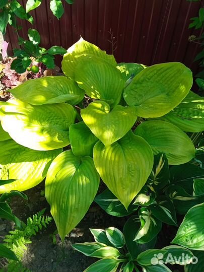 Хоста растение