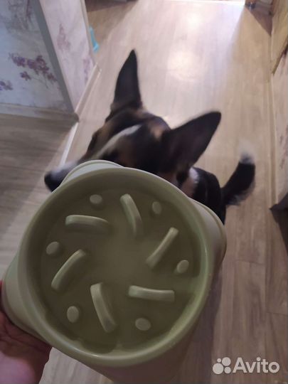 Миска для собаки