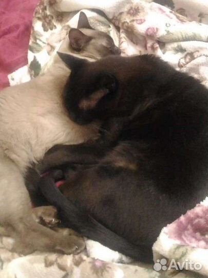 Передержка животных