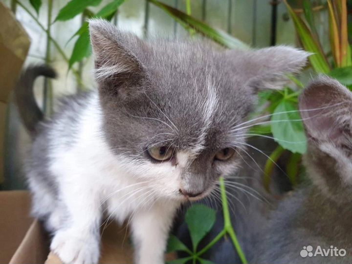 Ласка ищет себе маму и папу