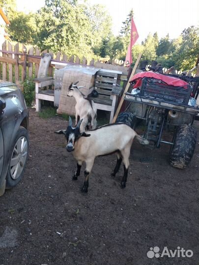Продам козлов на племя