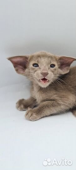 Ориентальные котята экстрим