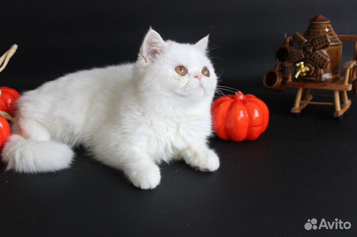 Белые экзотические котятки