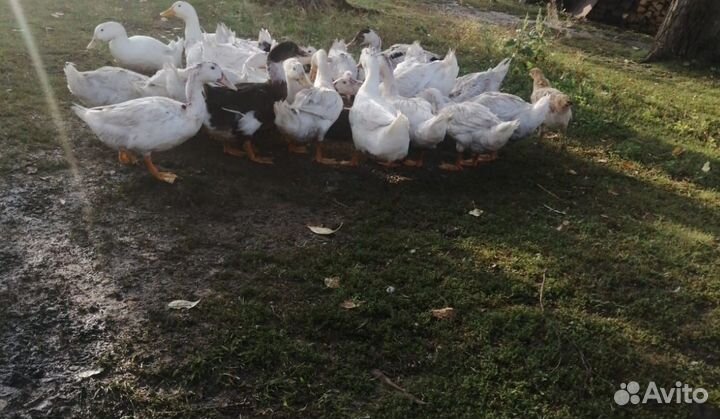 Куры несушки