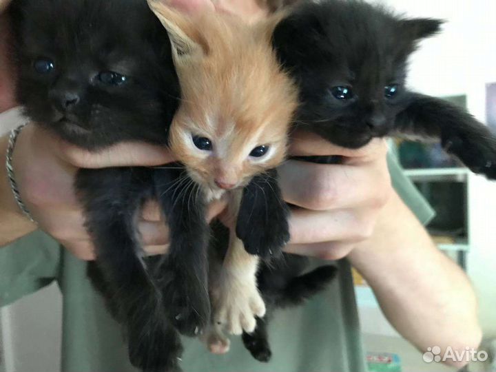 Котята в добрые руки бесплатно