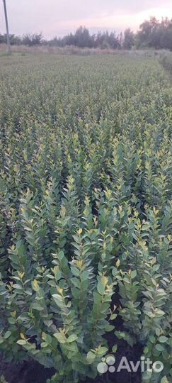 Кизильник блестящий