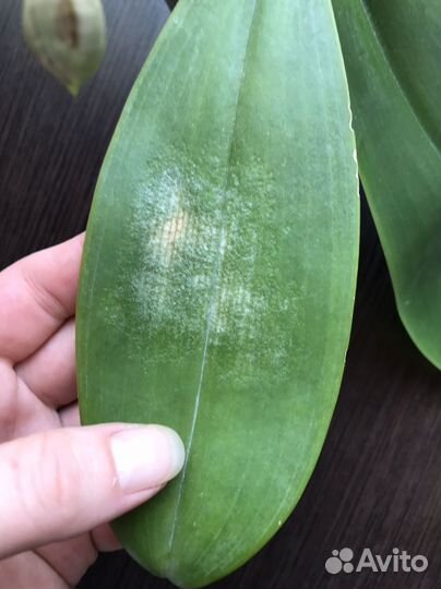 Орхидея P. Tetraspis Blue Red x Gigantea MS-1