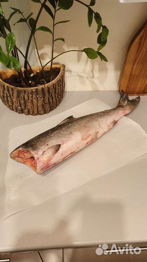 Нерка свежемороженная