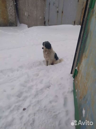 Собака в добрые руки отдам бесплатно