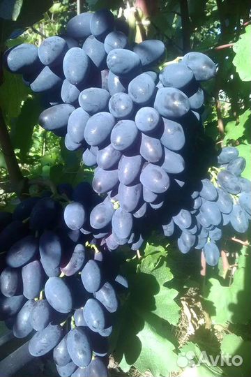 Двухлетние саженцы винограда