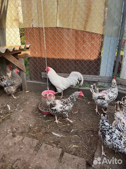 Куры петухи
