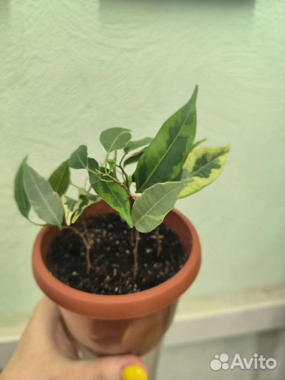 Фикус бенджамина