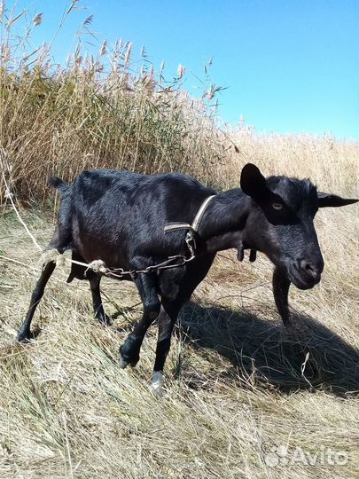 Продаю две козы взрослые и козлик. Торг имеется