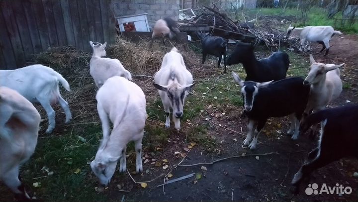 Козье молоко парное