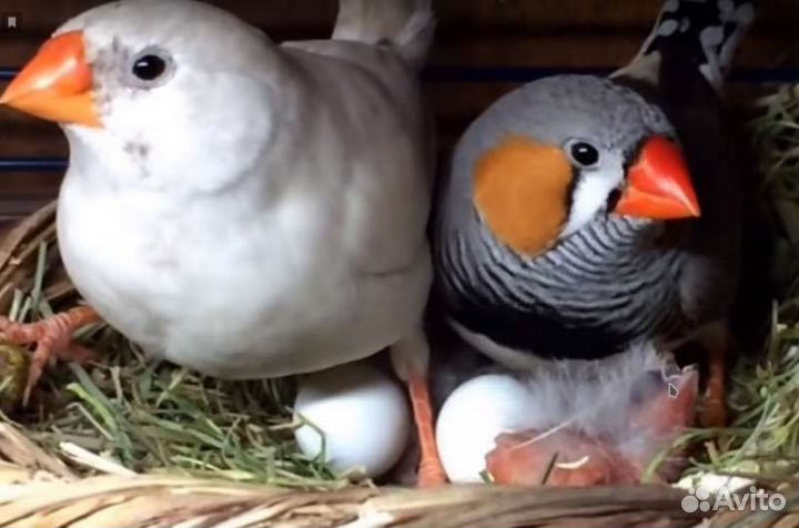 Зебровые Амадины