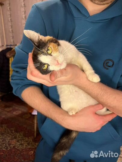 Котята ищут дом