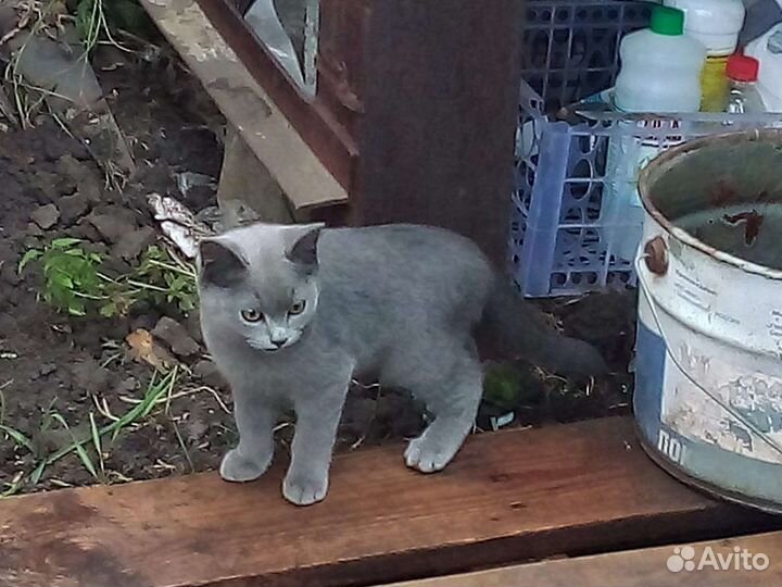 Котик и кошечка(3-4 ме) ищут дом