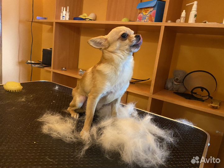 Стрижка кошек и собак груминг