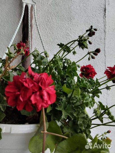 Пеларгония ампельная