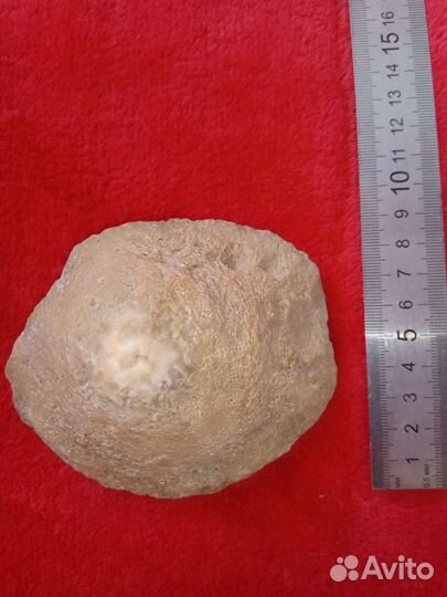 Окаменелость Губка-Коралл