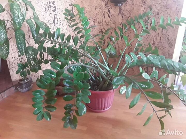 Замиокулькас большой цветущий