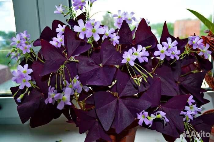 Кислица, баттерфляй