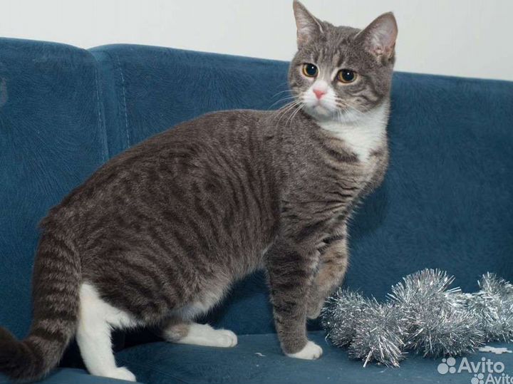 Кошка Лаура